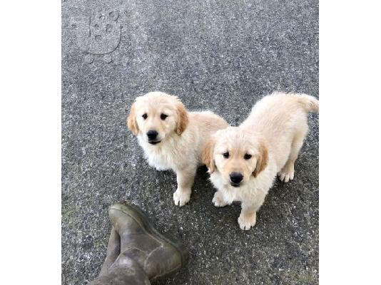 Όμορφα κουτάβια Golden Retriever